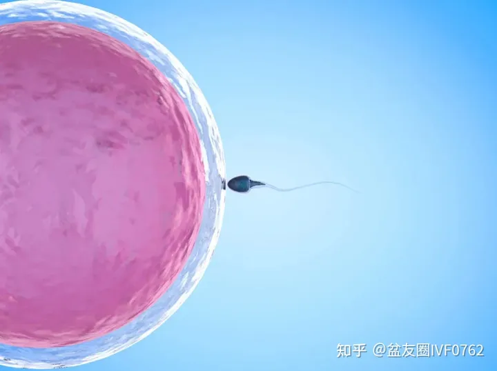拉拉试管婴儿跟t和p的关系(图2) 拉拉试管婴儿跟t和p的关系(图2)