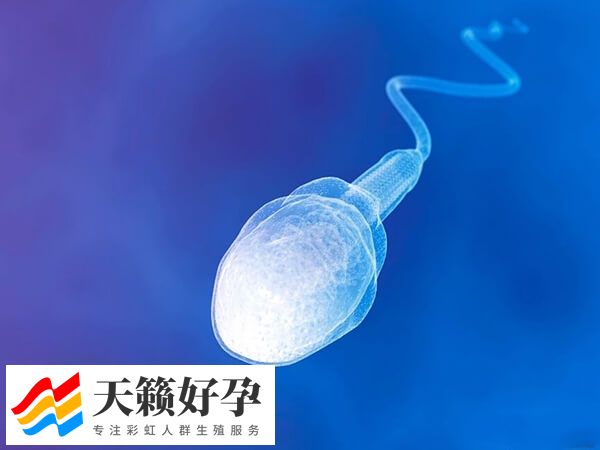 圆头精子症也能做试管婴儿，助孕成功率也不是很低！(图2)