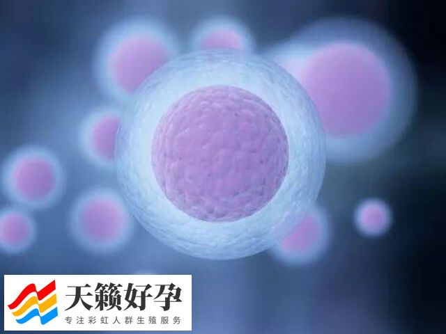 做试管婴儿取多少卵泡好(图1)