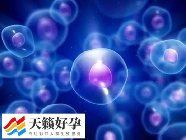 做试管婴儿取多少卵泡好(图3)