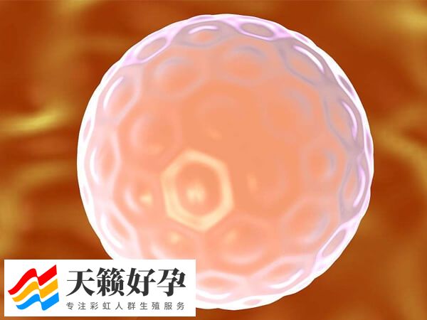 做试管婴儿取多少卵泡好(图2)