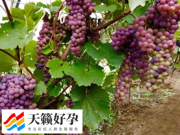 女性吃哪些食物可以怀男孩？这几类可增加怀男孩几率(图2)