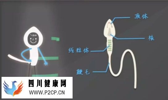 精子顶体酶异常会不会影响生育(图1)
